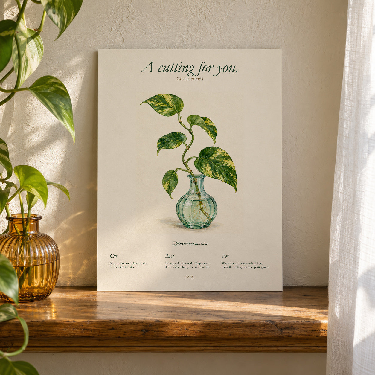 Unframed golden pothos print on a sunlit windowsill